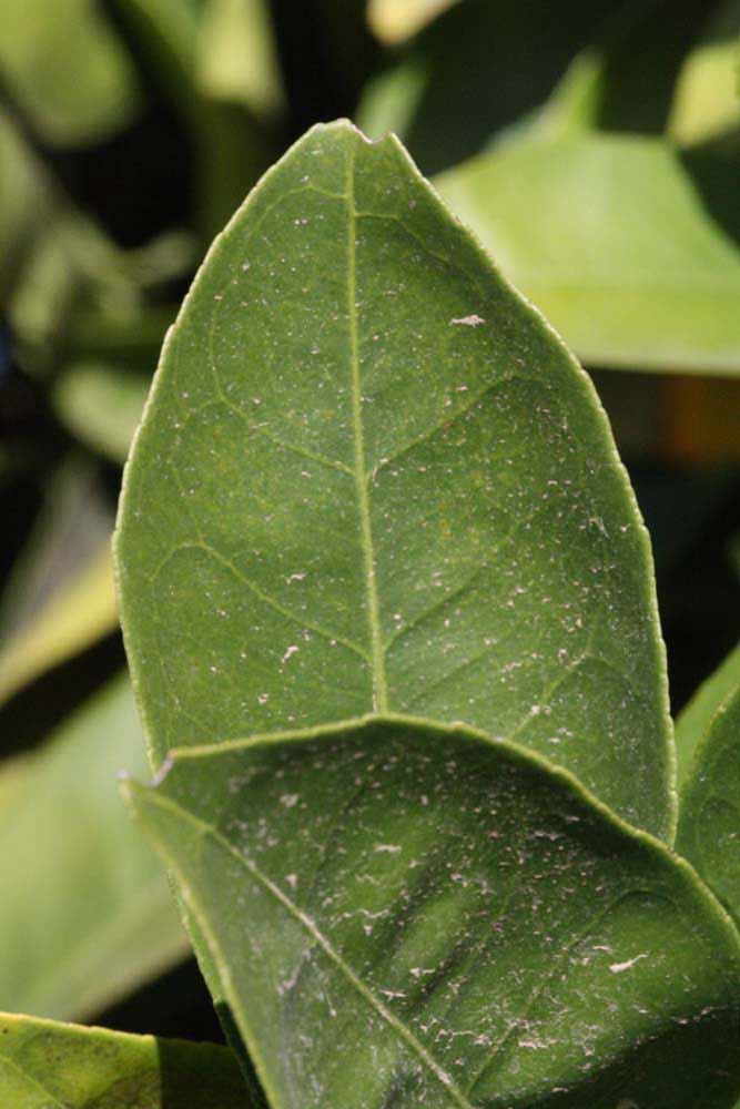              Margin (Riverside, CA)       